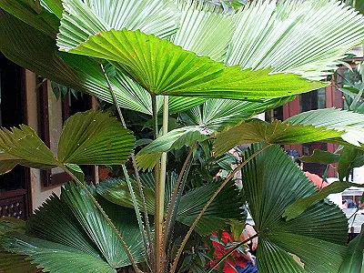 src