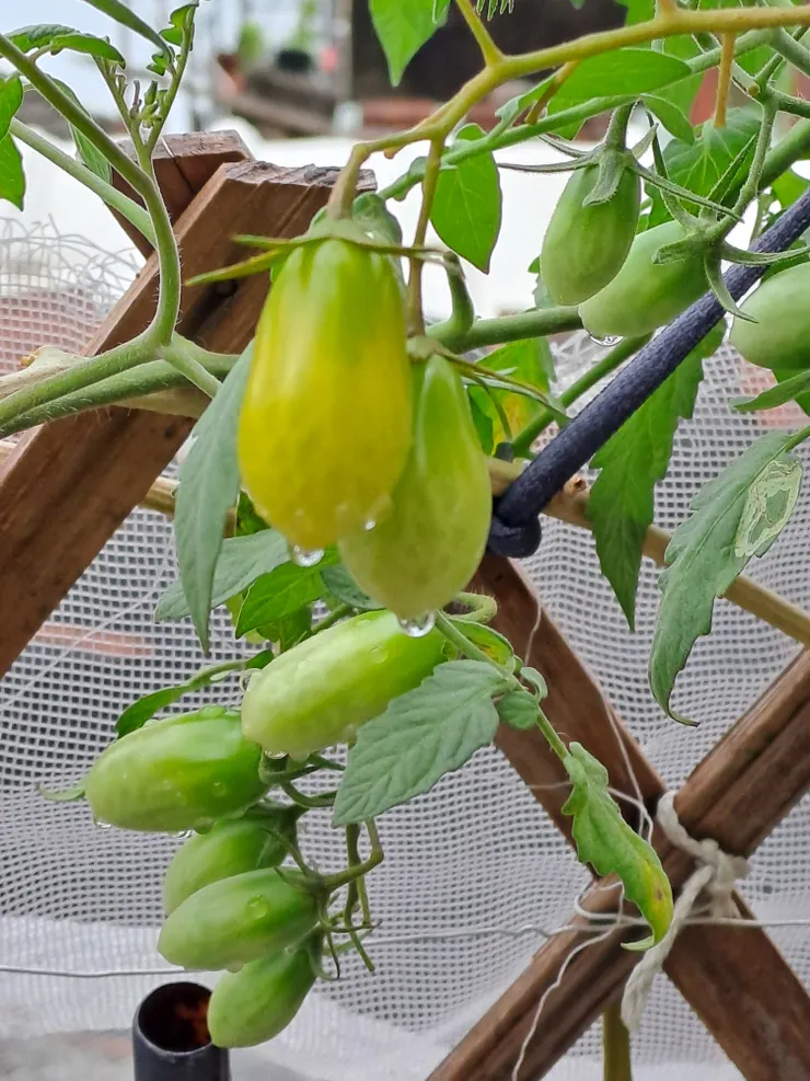 雨天的小番茄，怎麼這麼療癒啊