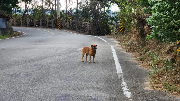 小黃狗身後右邊的小路就是前往志賀哲太郎之墓之山路