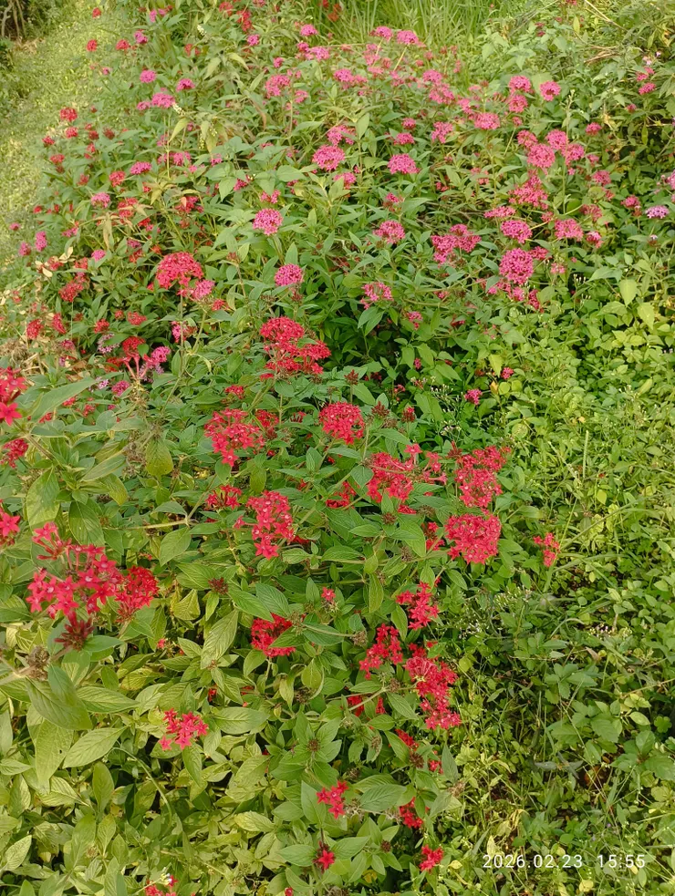 繁星心事難掩瞞