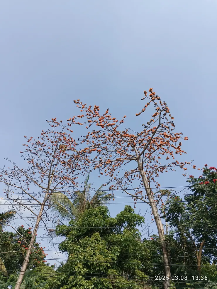 道上木棉醒吹風