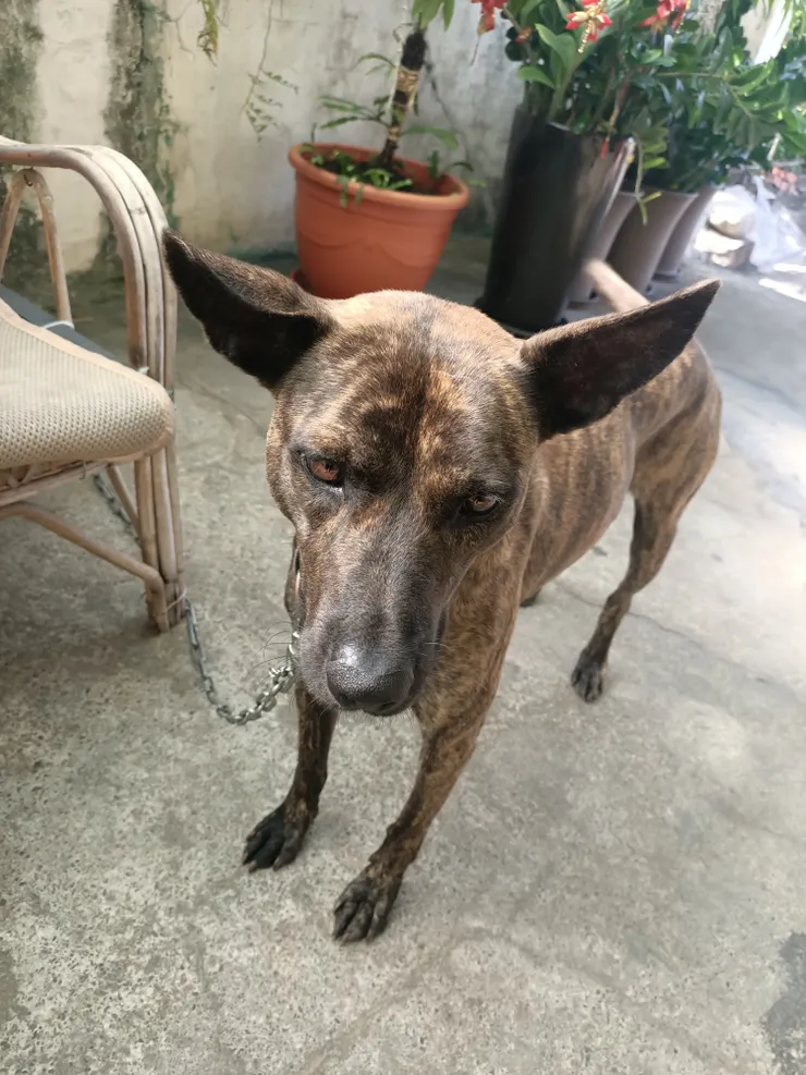 一臉還沒醒的黑虎