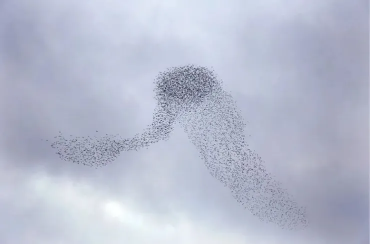 鳥群的涌現行為