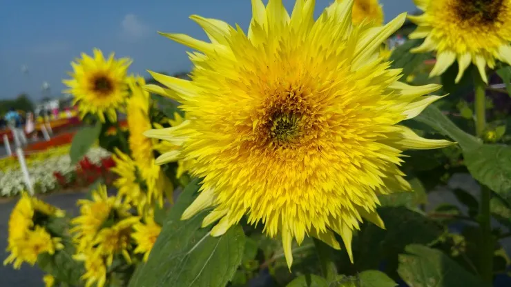 sunflower