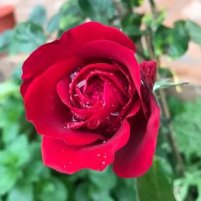 草字頭木字旁的沙龍