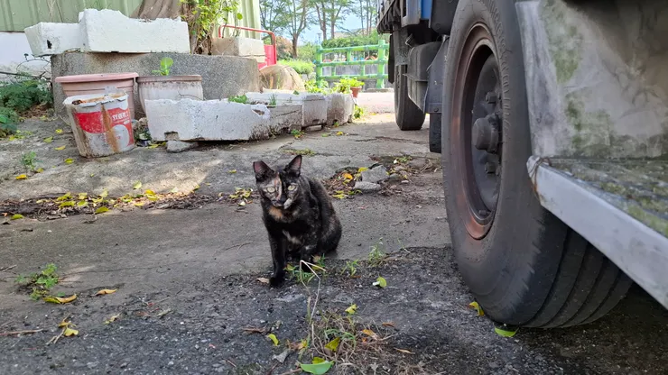 躲在大車後面偷看。
