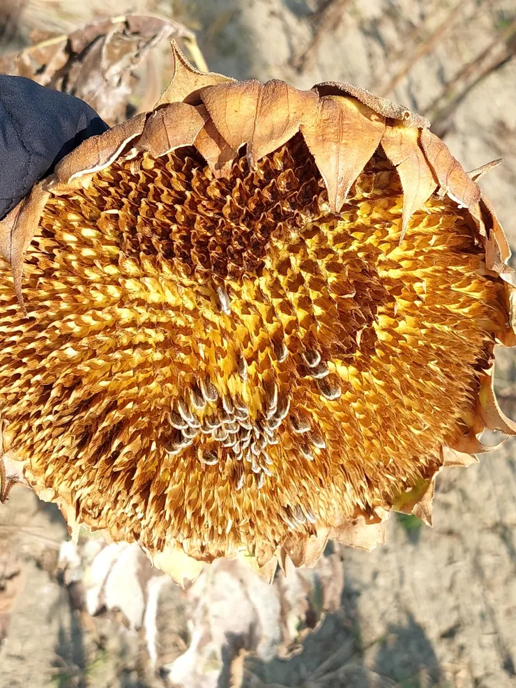 一生追逐著光 殉身於光 把對太陽的愛傾吐盡盡 再結出累累的葵花籽 顆顆都是光之果實