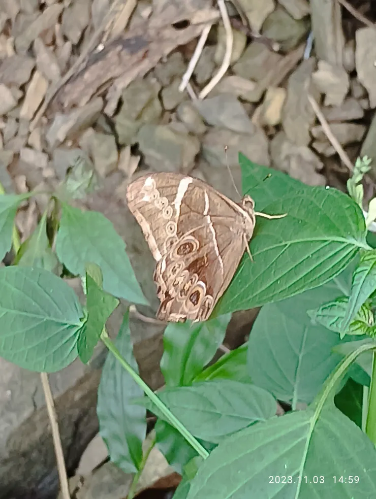 同上，豎翼時的蛇目蝶