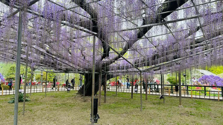 我們到的時候稍早,越接近花季越壯觀。