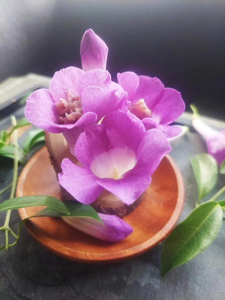 蒜香藤的長筒狀花序是最天然的可食容器，擠入點蒜香藤抹醬，最是鮮美對味！