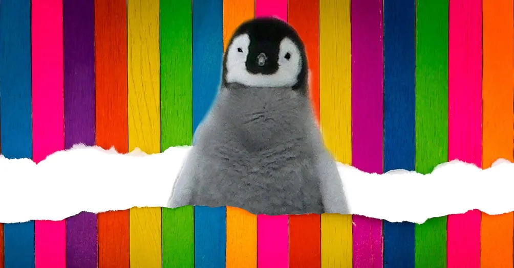 冰山小企鵝的沙龍