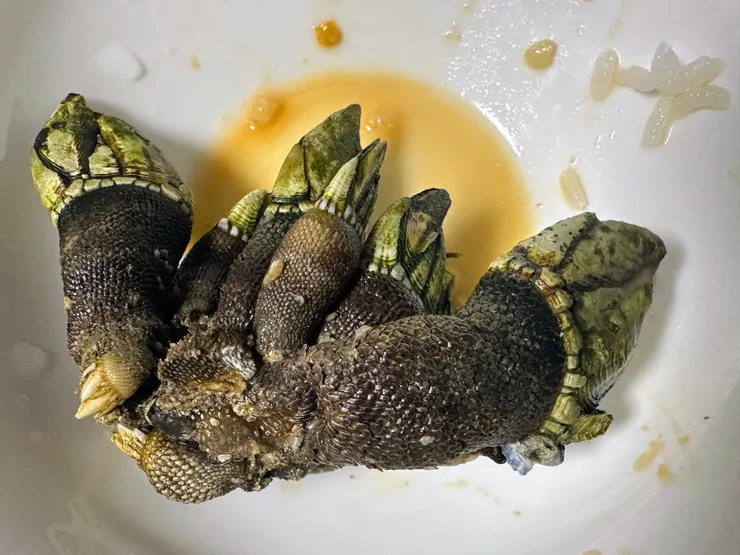 在日本買鵝頸藤壺一公斤300台幣，非常划算