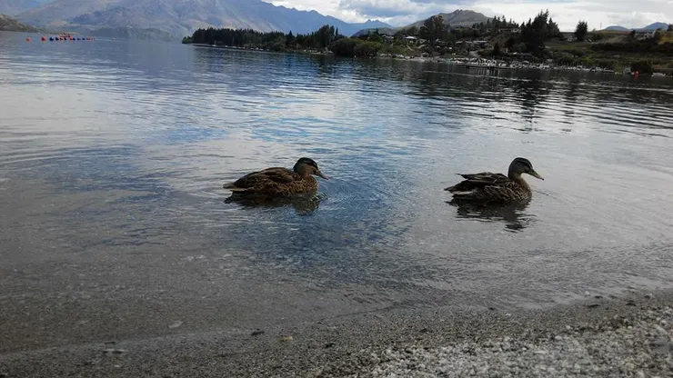 Wanaka Lakefront