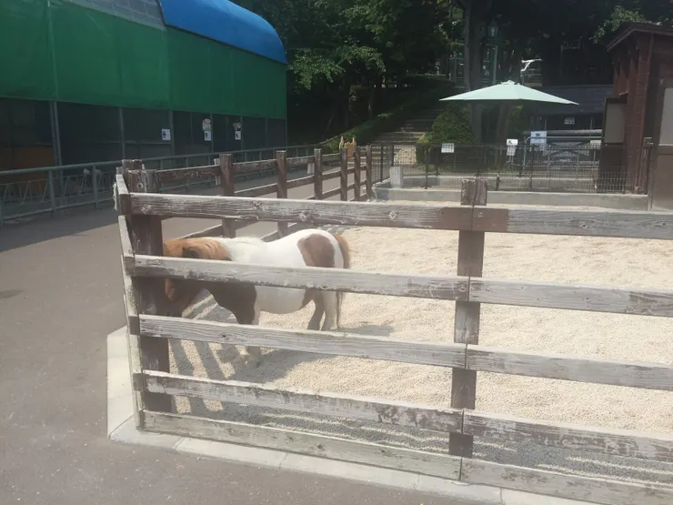 園區內的迷你馬