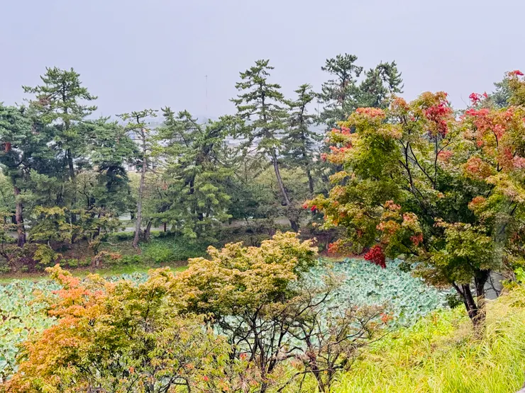 遠眺弘前城西蓮池