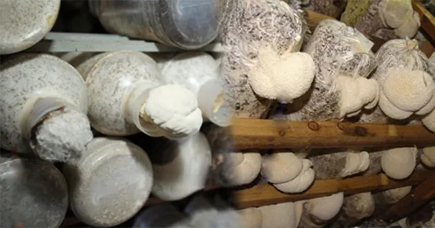 猴頭素A是由菌絲體中萃取而成，微珍貴萃取物