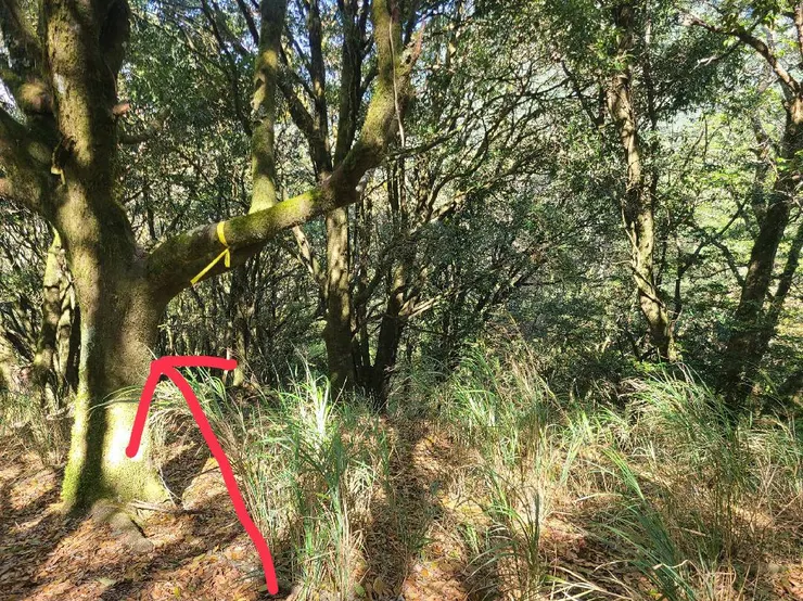 路在左邊門神樹這邊,有黃布條