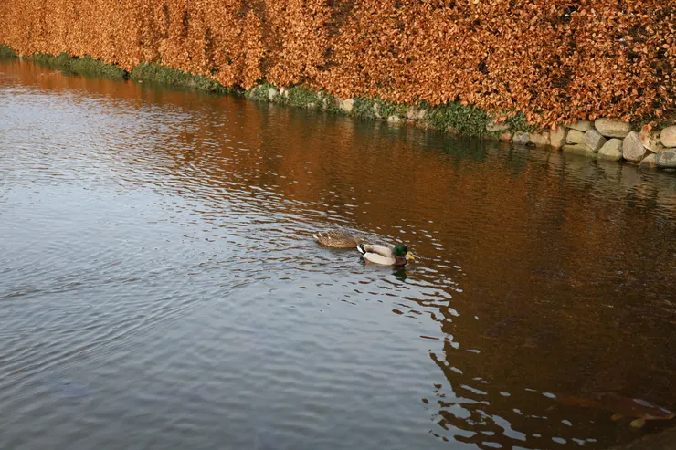 羅森堡城堡外的護城河,鴨子自在游泳