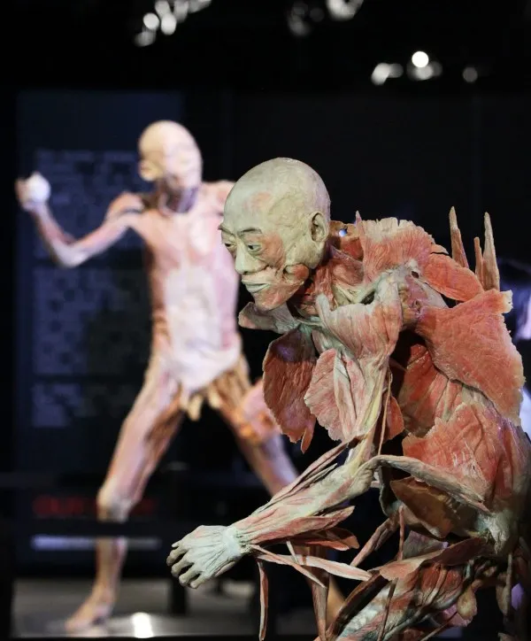 知名人體展覽「Real Bodies」過去曾在台灣展出，許多民眾都前往展覽中一探人體奧秘，不過，近期「Real Bodies」在澳洲雪梨展出時，反強摘器官醫生組織（DAFOH）發言人布里絲金（Sophia Bryskine）質疑，展覽中有部分遺體是被虐死或處死的政治犯。