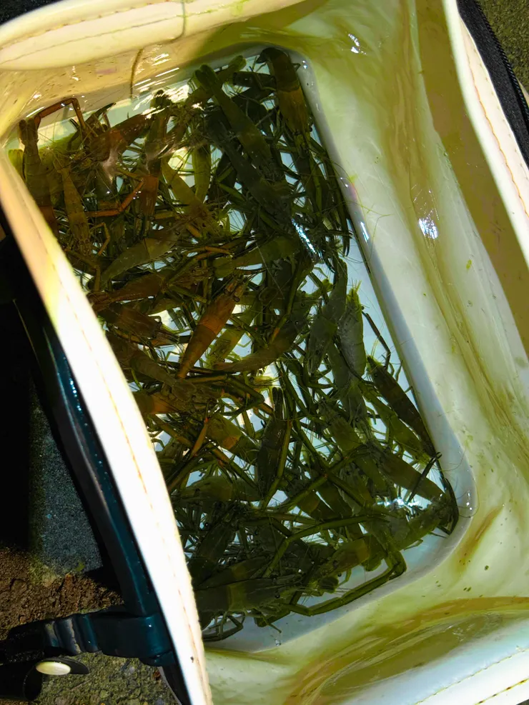 是肥美的溪蝦啊~~