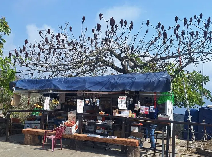 現場實拍場景，特別的樹，與周遭就是不同