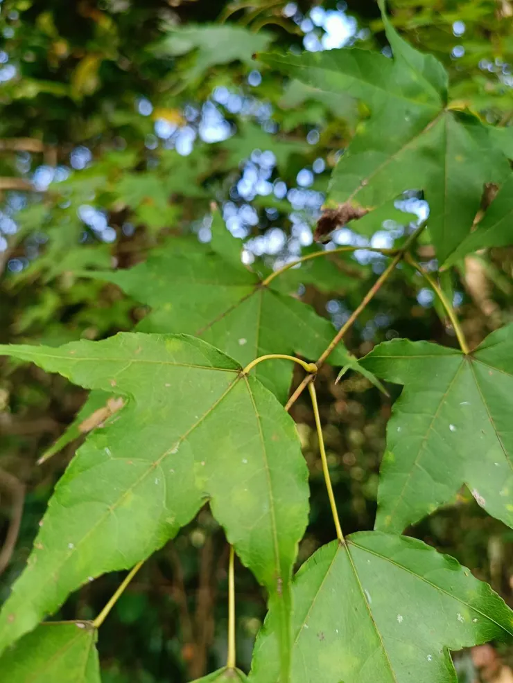 對生的槭樹葉(青楓葉)，幼葉3裂呢！