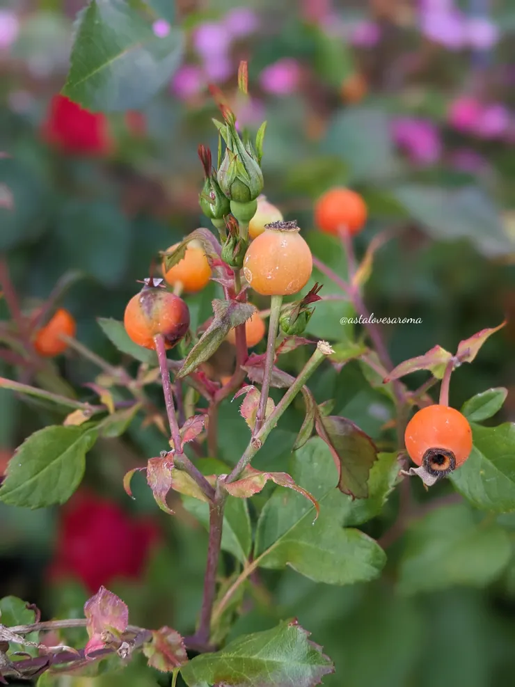 多倫多旅遊時遇見的玫瑰果
