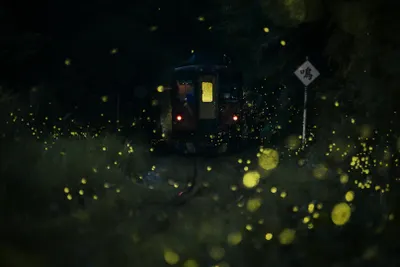 大華車站的螢火蟲