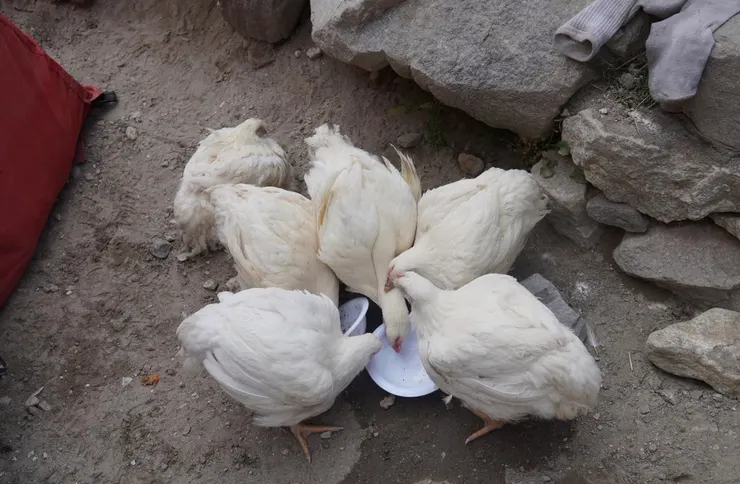 放風出來餵養的雞隻