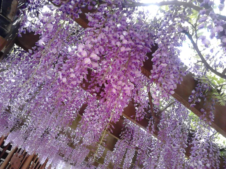 也有粉紅色的藤花