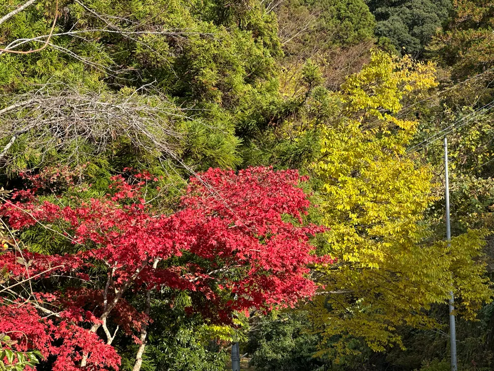 大福同學的沙龍