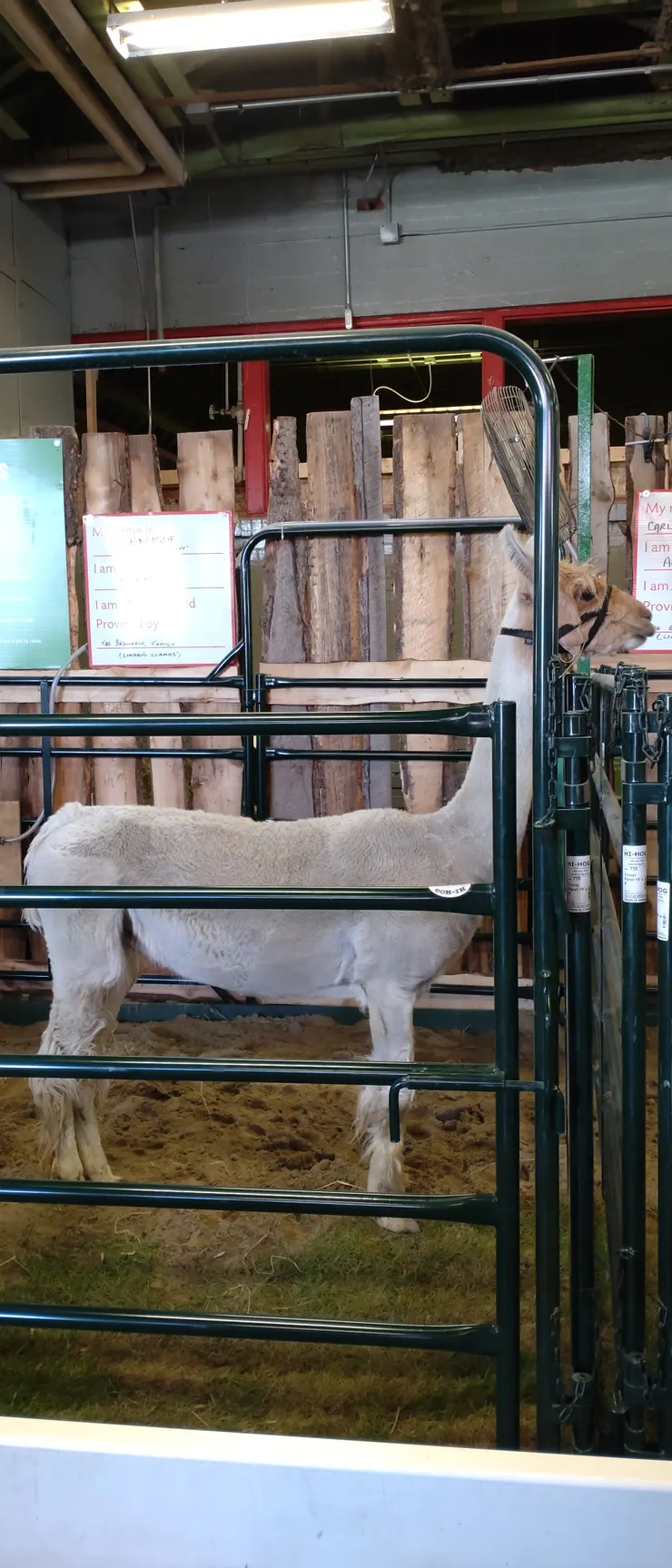 這應該是草泥馬