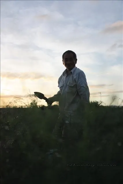 為了採收可口的白蘆筍，農家必須趕在天未亮—通常清晨四點就必須帶著頭燈摸黑挖掘採收。