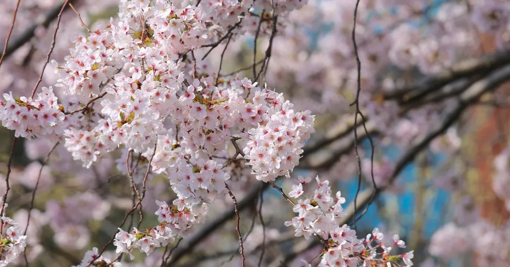 Daphne 探索生活趣 