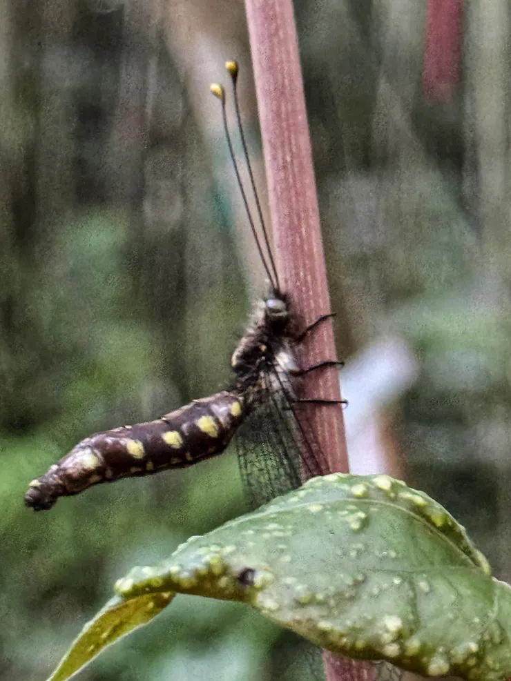 在入口處發現一隻奇怪的生物,有點像蜻蜓,但身體呈現90度垂直狀,一動也不動的掛在樹枝上隨風飄動著。回家查找可能是蝶角蛉。(因為風一直吹拍不好,在這裡停留了15分鐘拍它,結果還是拍得超糊,~😝)
