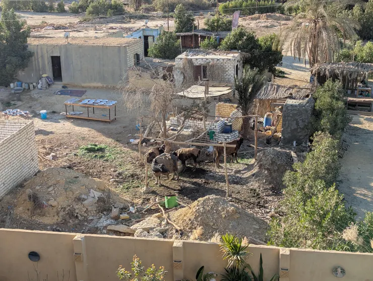 對面農家的牛牛們