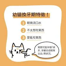 幼貓換牙時期特徵。