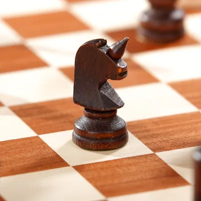 安博棒槌樹的沙龍