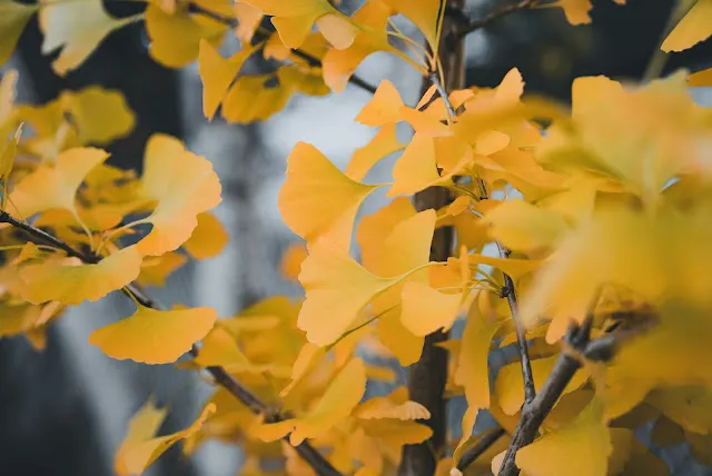 圖片來源 : Pixels