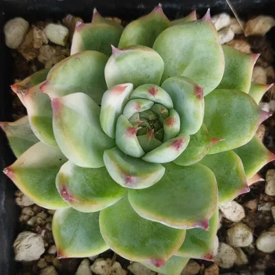 奇幻自然博物誌