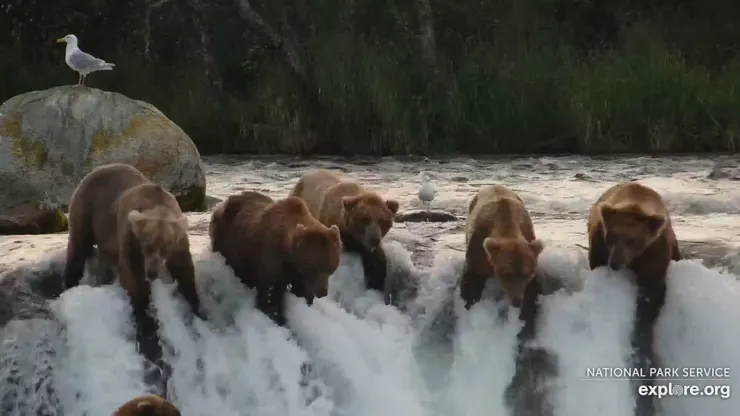 圖片來源：explore.org 官網 / 國家公園 里弗斯熊
