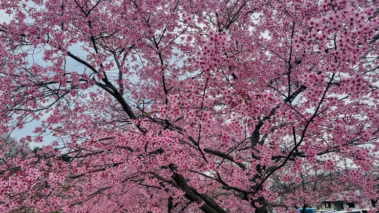 尤其櫻花祭來，真的是漂亮到不行。