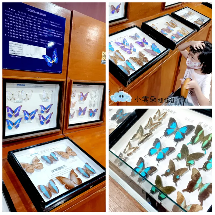 會閃著珠光的「閃蝶」原來是翅膀上有鱗片