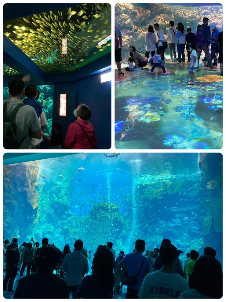 大量魚群游來游去真的很壯觀!