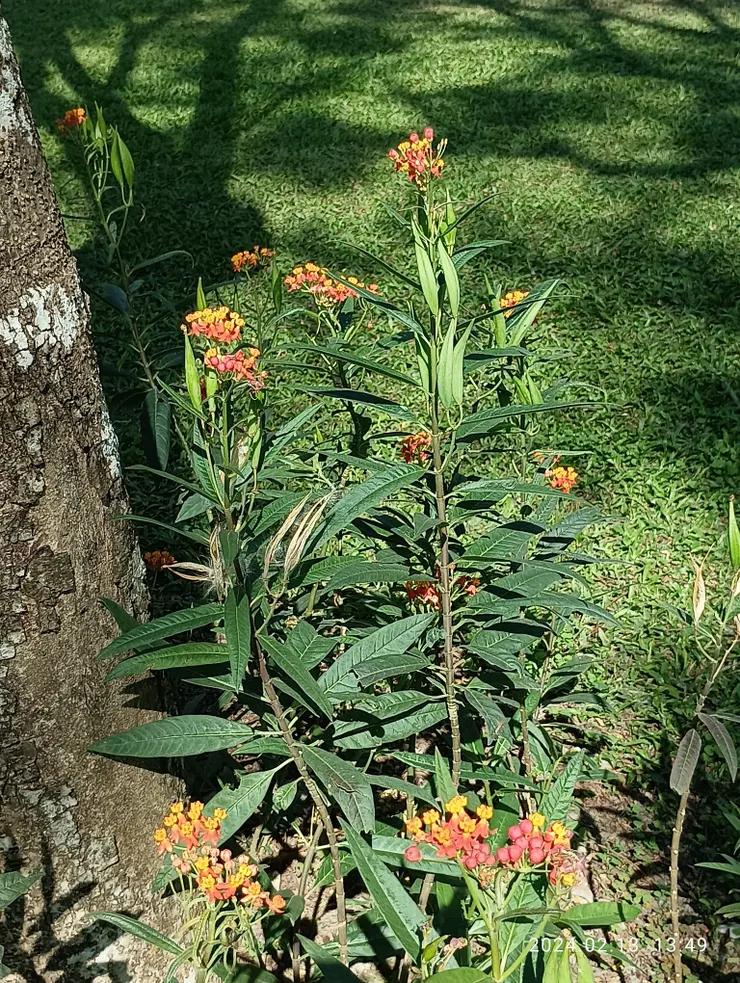 馬力筋，蝴蝶的蜜源