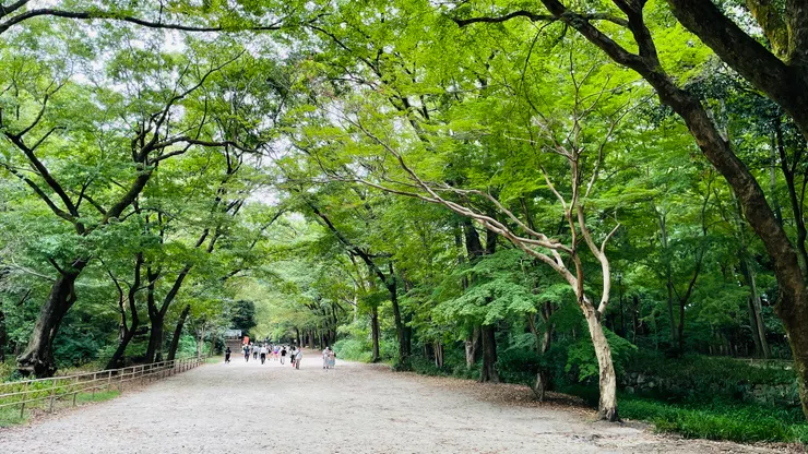 糺之森屬於原生林，兩旁蓊鬱宛如綠色隧道。