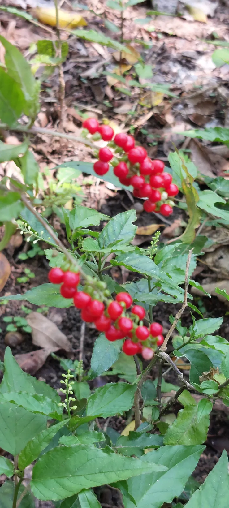 數珠珊瑚紅果串