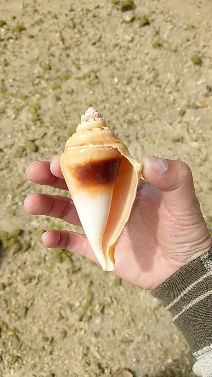 新原沙灘上的貝殼