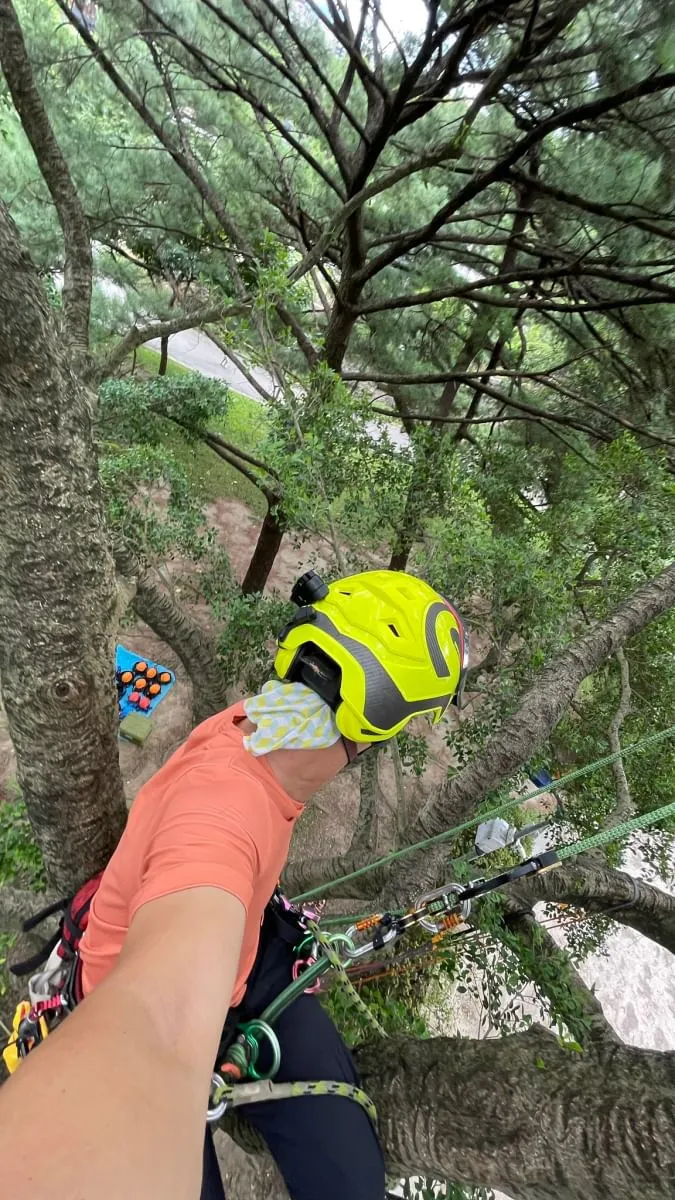 很久沒有輕裝上樹了