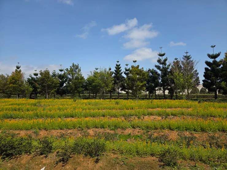 附上週末走訪2026桃園魯冰花季時拍攝的花田。